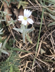 Cerastium tomentosum