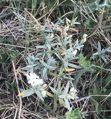 Cerastium tomentosum