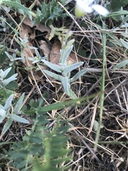 Cerastium tomentosum