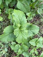 Conoclinium coelestinum