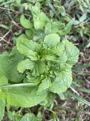 Conoclinium coelestinum