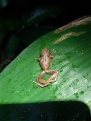 Pristimantis reichlei