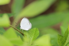 Neopithecops zalmora