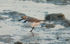 Charadrius alexandrinus