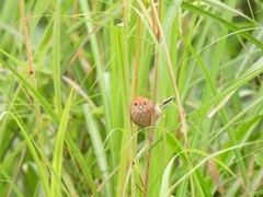 Sinosuthora webbiana