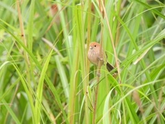 Sinosuthora webbiana