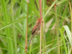 Sinosuthora webbiana