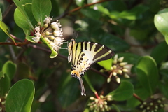 Graphium antiphates