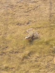 Pelophylax kurtmuelleri