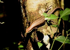 Trachylepis