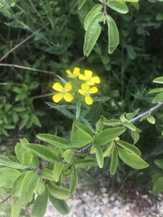 Erysimum odoratum