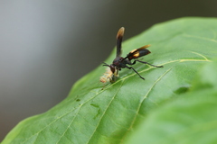 Polistes sagittarius
