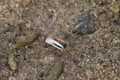 Austruca annulipes