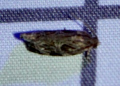 Phaecasiophora confixana