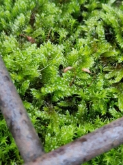 Hypnum cupressiforme