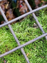 Hypnum cupressiforme