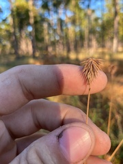 Cyperus plukenetii
