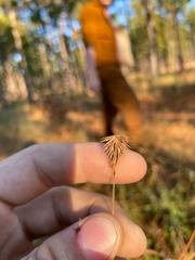 Cyperus plukenetii