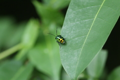 Chrysocoris