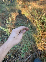 Cyperus plukenetii