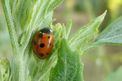 Coccinella undecimpunctata