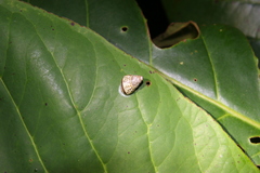 Amphidromus xiengensis