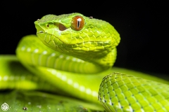 Trimeresurus popeiorum