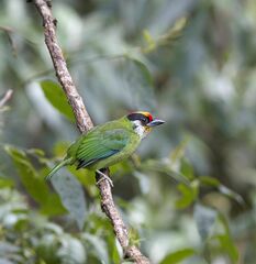 Psilopogon franklinii