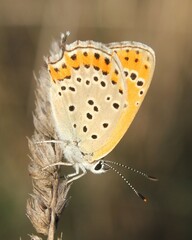 Lycaena thersamon