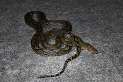 Malayopython reticulatus