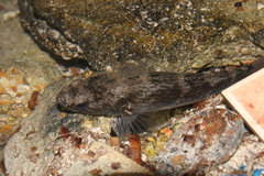 Eleotridae