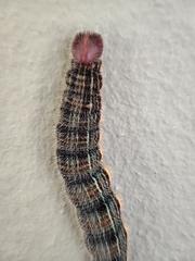 Brassolis astyra