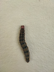 Brassolis astyra
