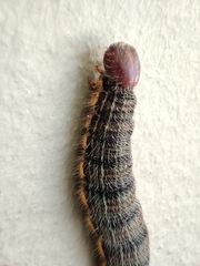 Brassolis astyra