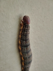 Brassolis astyra