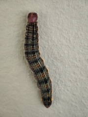 Brassolis astyra
