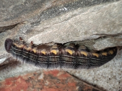 Brassolis astyra