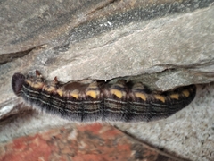 Brassolis astyra