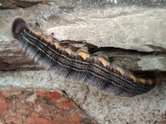 Brassolis astyra