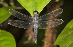 Erythrodiplax umbrata