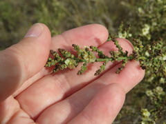 Salsola genistoides