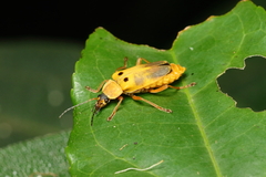 Chauliognathus ignaciosus