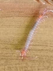 Scolopendridae