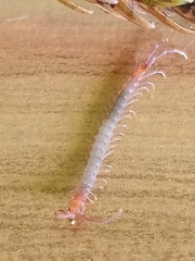Scolopendridae