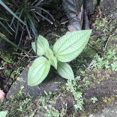 Miconia crenata