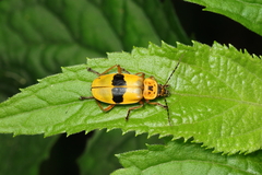 Chauliognathus flavipes