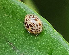 Psyllobora lenta