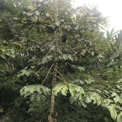 Cecropia peltata