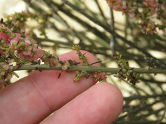 Salsola genistoides