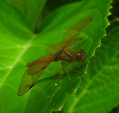 Perithemis icteroptera